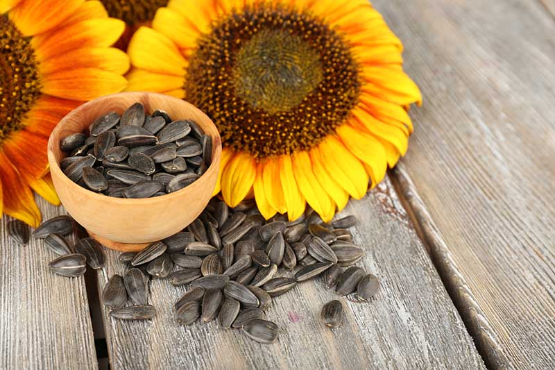 Flower Seeds – Cultree India