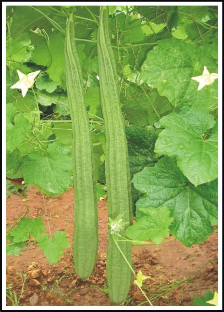 Doctor Seeds DS-10 Hybrid Ridge Gourd Seeds