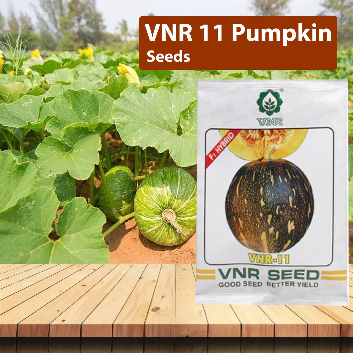 VNR 11 no. Pumpkin Hybrid Seeds
