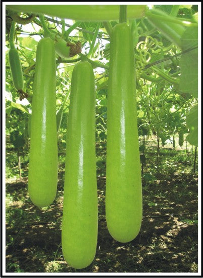 Doctor Seeds Vasundra F1 Hybrid Bottle Gourd Seeds
