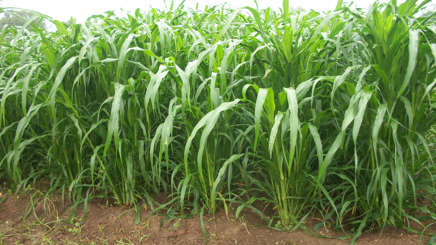 Advanta Nutrifeed Hybrid Multicut Forage Pearl Millet