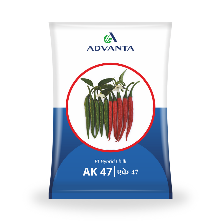 aki① Advanta Seeds AK-47 F1 Hybrid Chilli Seeds – Cultree India