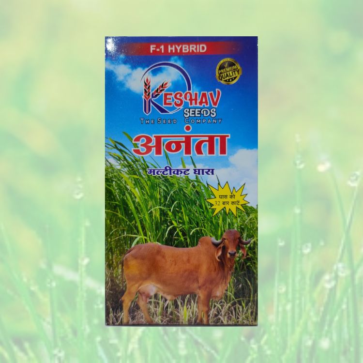 केशव बियाणे अनंता एफ१ हायब्रिड मल्टीकट्ट गवत