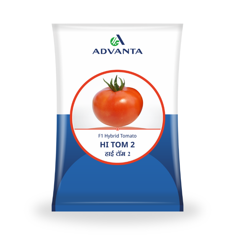 Advanta Seeds HI TOM 2 F1 Hybrid Tomato Seeds