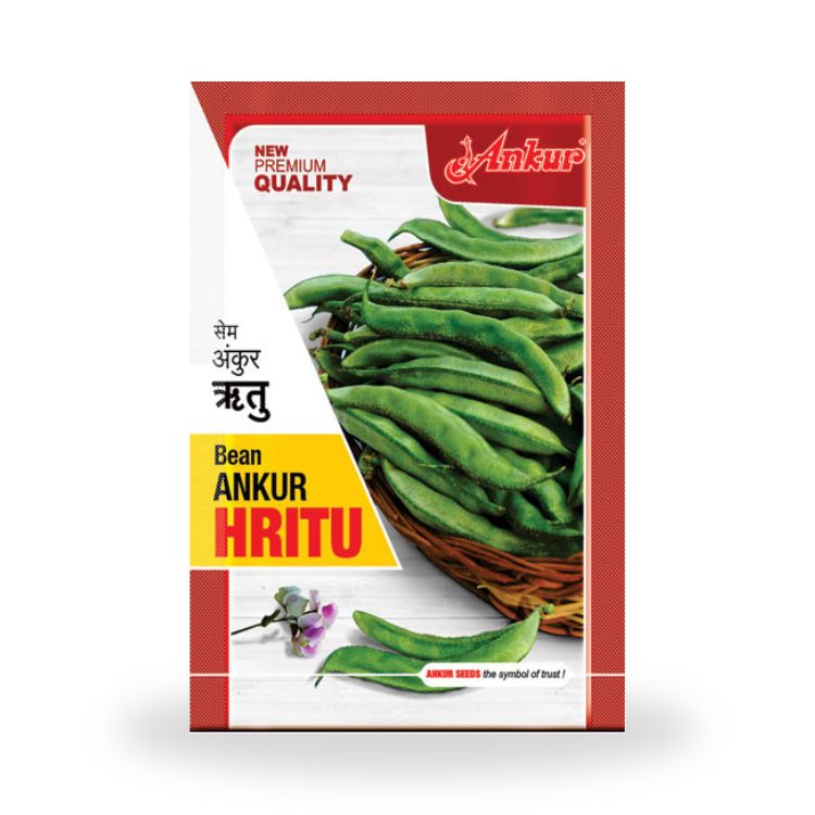 अंकुर हृतु बीन्स के बीज