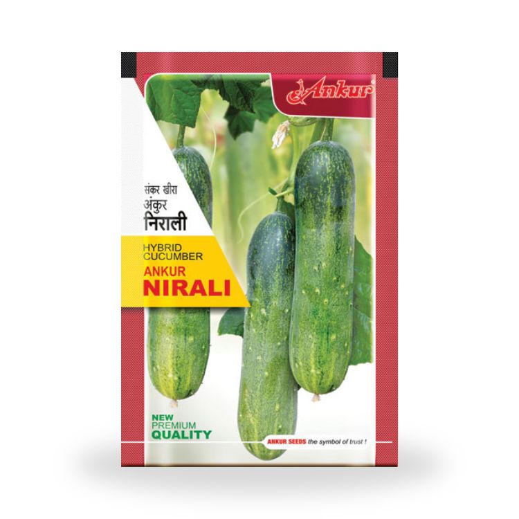 अंकुर निराली हाइब्रिड ककड़ी के बीज