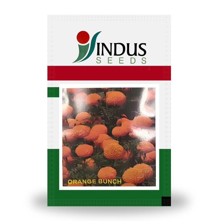 indus marigold seeds Indus Orange Bunch Marigold Seeds – Cultree India