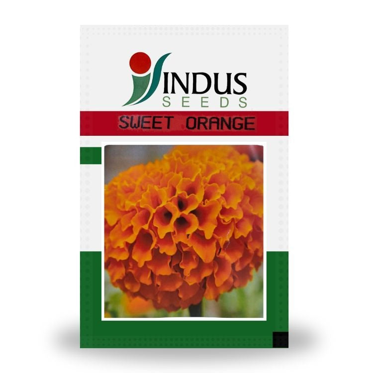 orange marigold seeds Indus Sweet Orange F1 Hybrid Marigold Seeds – Cultree India