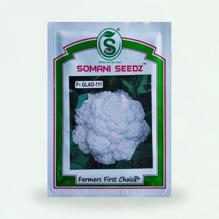 Somani Seedz GLAD-111 Cauliflower Hybrid Seed 10 gm