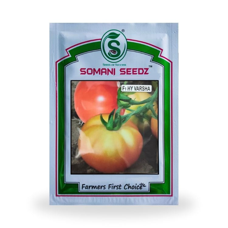 Somani Seedz Varsha Tomato F1 Hybrid Seed 10 gm