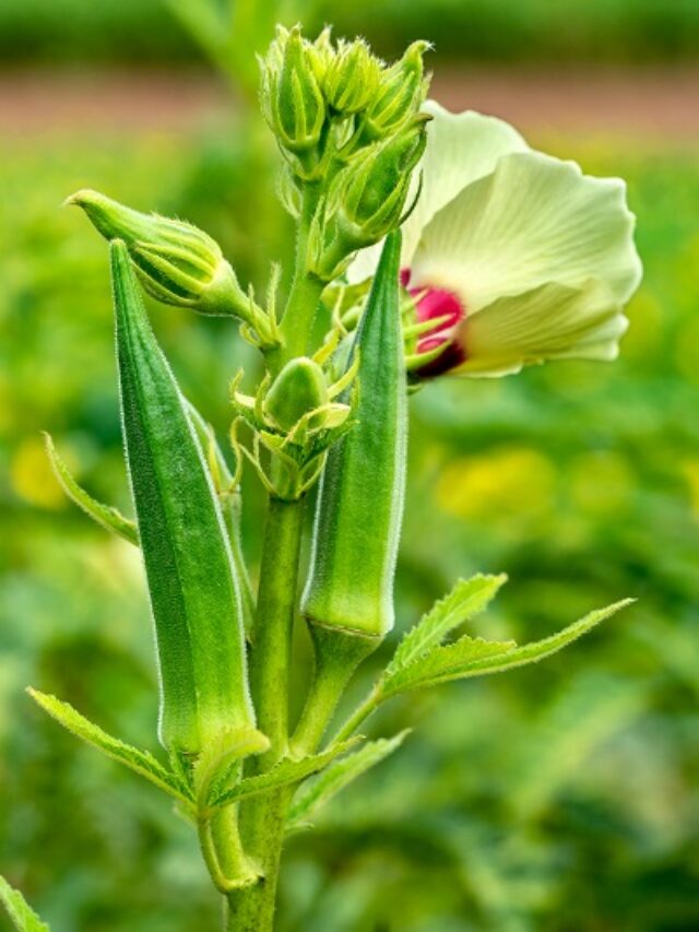Somani Jaya (Research) Bhindi Seeds