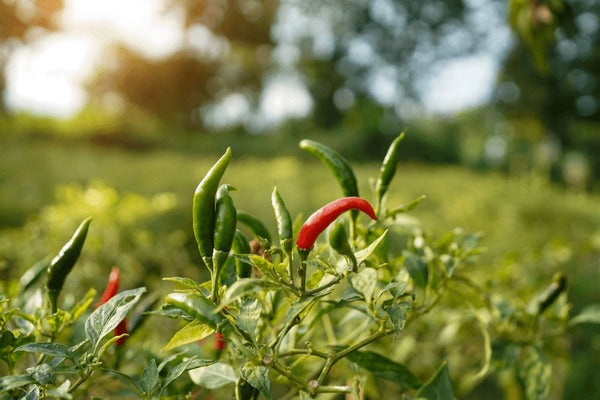 HM Clause F1 Hybrid Heena Chilli Seeds 10 gm