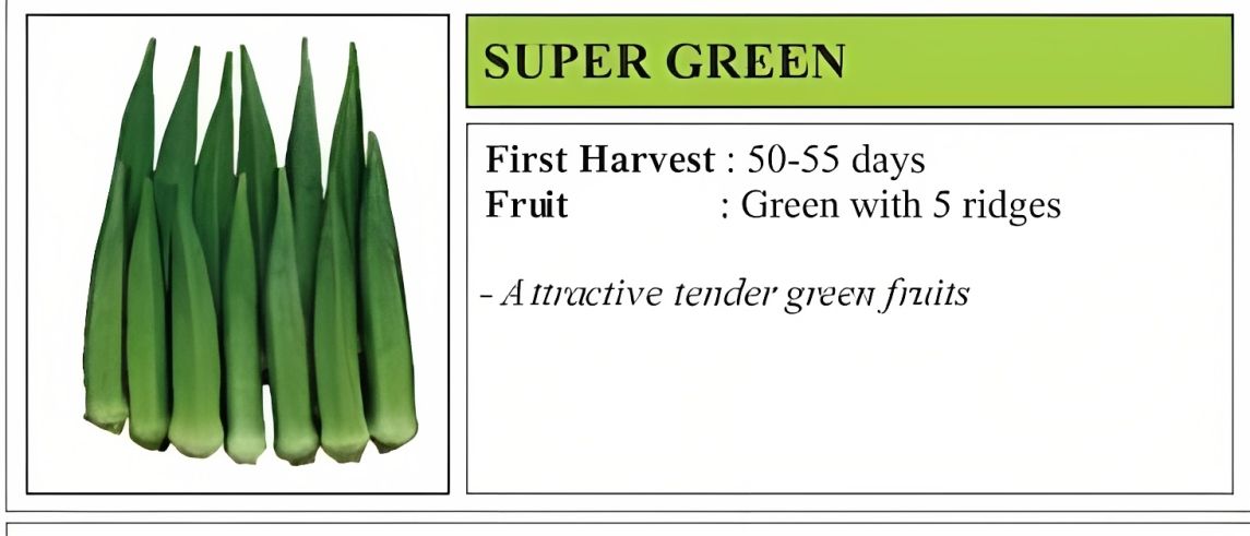 VNR Super Green Bhindi OP Seeds 500 Gm