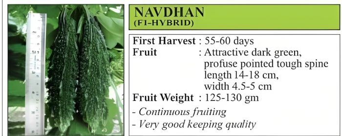 VNR Navdhan Bitter Gourd Hybrid Seeds