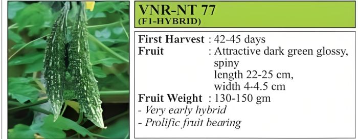 VNR NT 77 Bitter Gourd Hybrid Seeds-50 Gm
