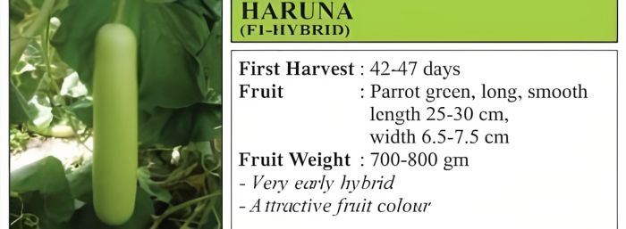 व्हीएनआर हारुणा बाटली भोपळा संकरित बियाणे - ५० ग्रॅम