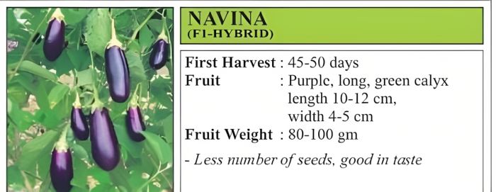 VNR Navina Brinjal Hybrid Seeds 10 Gm