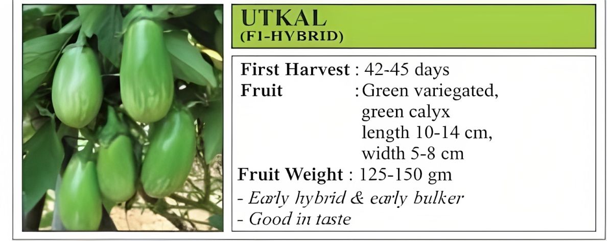 VNR Utkal Brinjal Hybrid Seeds 10 Gm