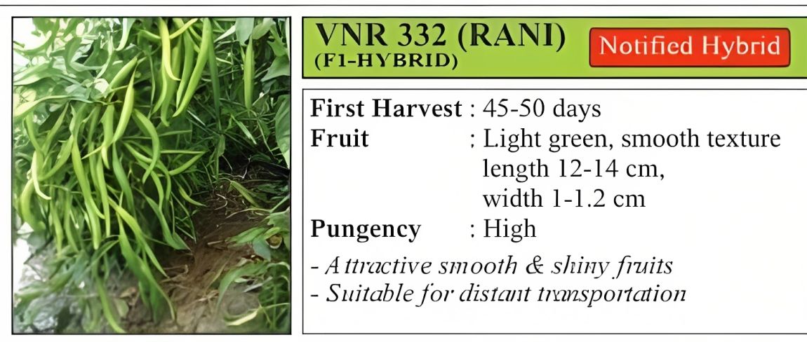VNR 332 (Rani) Chilli Hybrid Seeds 10 Gm
