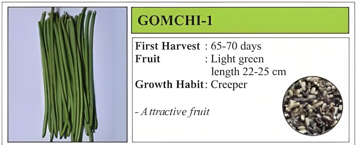 VNR Gomchi-1 Cowpea OP Seeds 500 Gm
