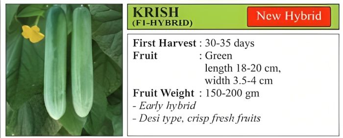 वीएनआर कृष ककड़ी हाइब्रिड बीज 10 ग्राम