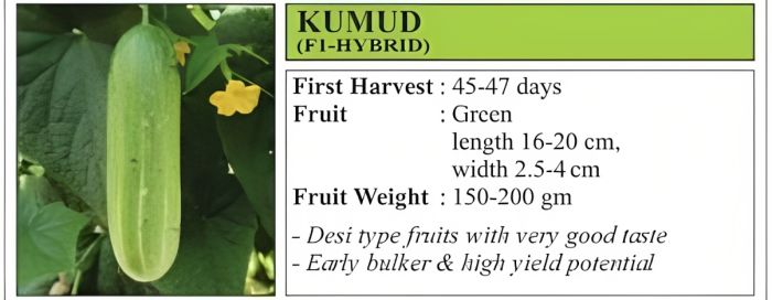 VNR कुमुद काकडी संकरित बियाणे 10 Gm