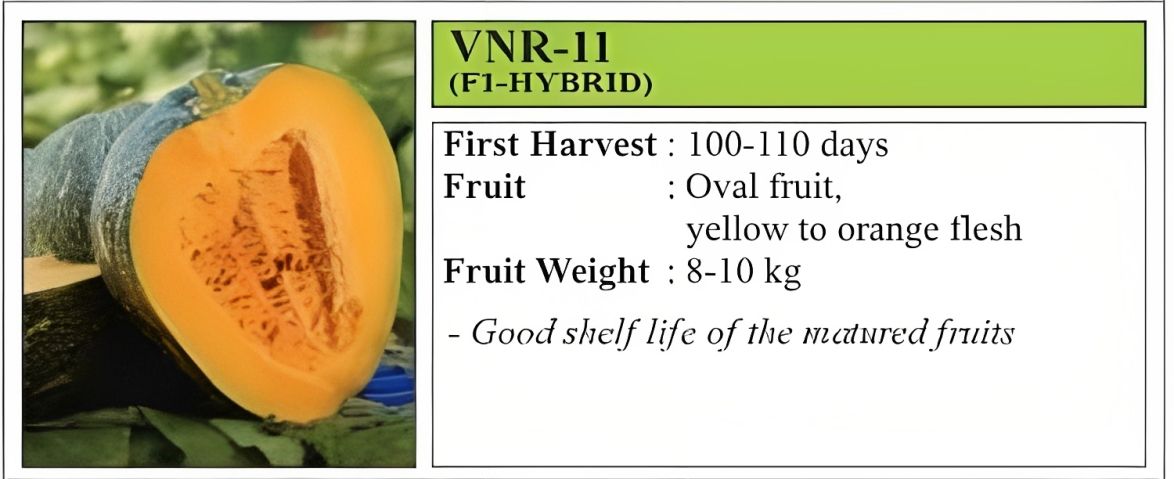 वीएनआर 11 कद्दू हाइब्रिड बीज 50 ग्राम