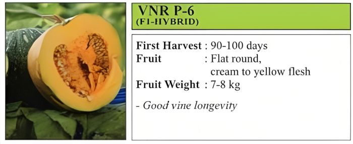 VNR P-6 Pumpkin Hybrid Seeds