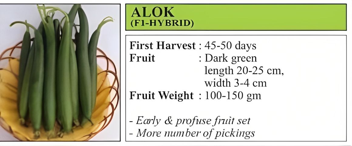 VNR Alok Sponge Gourd Hybrid Seeds