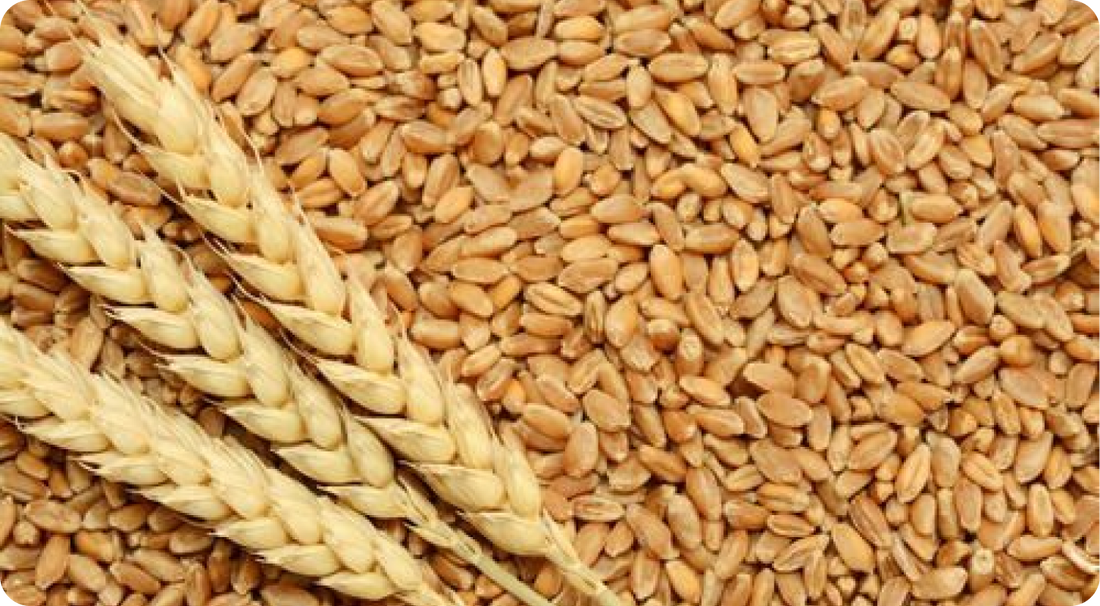 Linseed Rabi Crops The Essential Guide to Rabi Season Crop Seeds – Cultree India