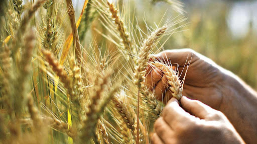 The Essential Guide to Rabi Season Crop Seeds