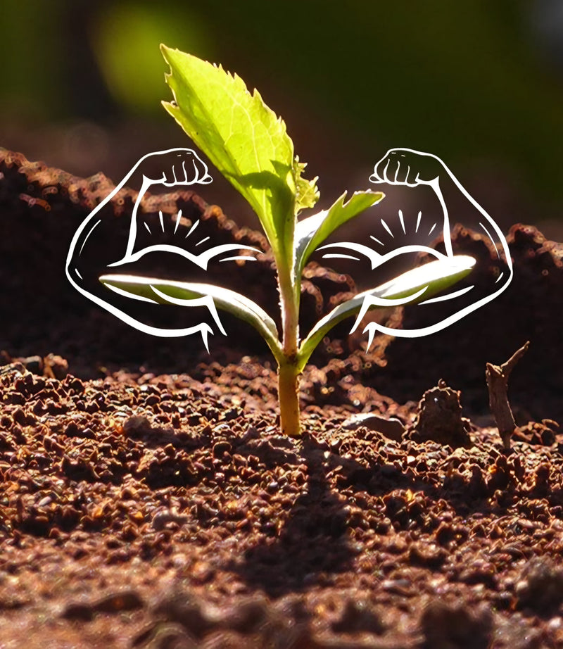 CROP NUTRITION
