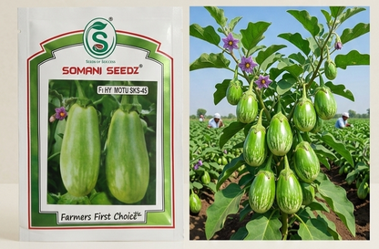 Somani Seedz F1 Hybrid Brinjal Motu SKS - 65 Seed 10 gm
