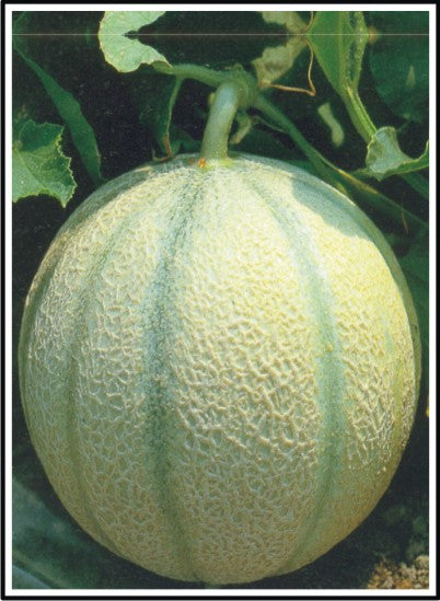 Doctor Seeds Punjab F1 Hybrid Musk Melon Seeds