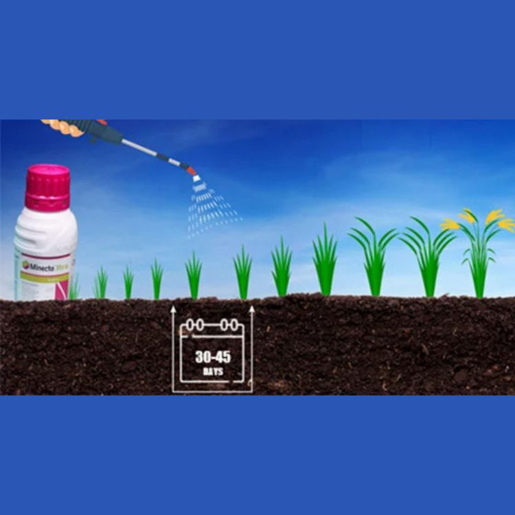 Syngenta Minecto Xtra (Cyantraniliprole 16.9% + Lufenuron 16.9% SC) Insecticide