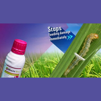 Syngenta Minecto Xtra (Cyantraniliprole 16.9% + Lufenuron 16.9% SC) Insecticide