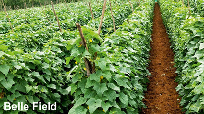 BASF nunhems Belle´ F1 Hybrid Cucumber Seeds