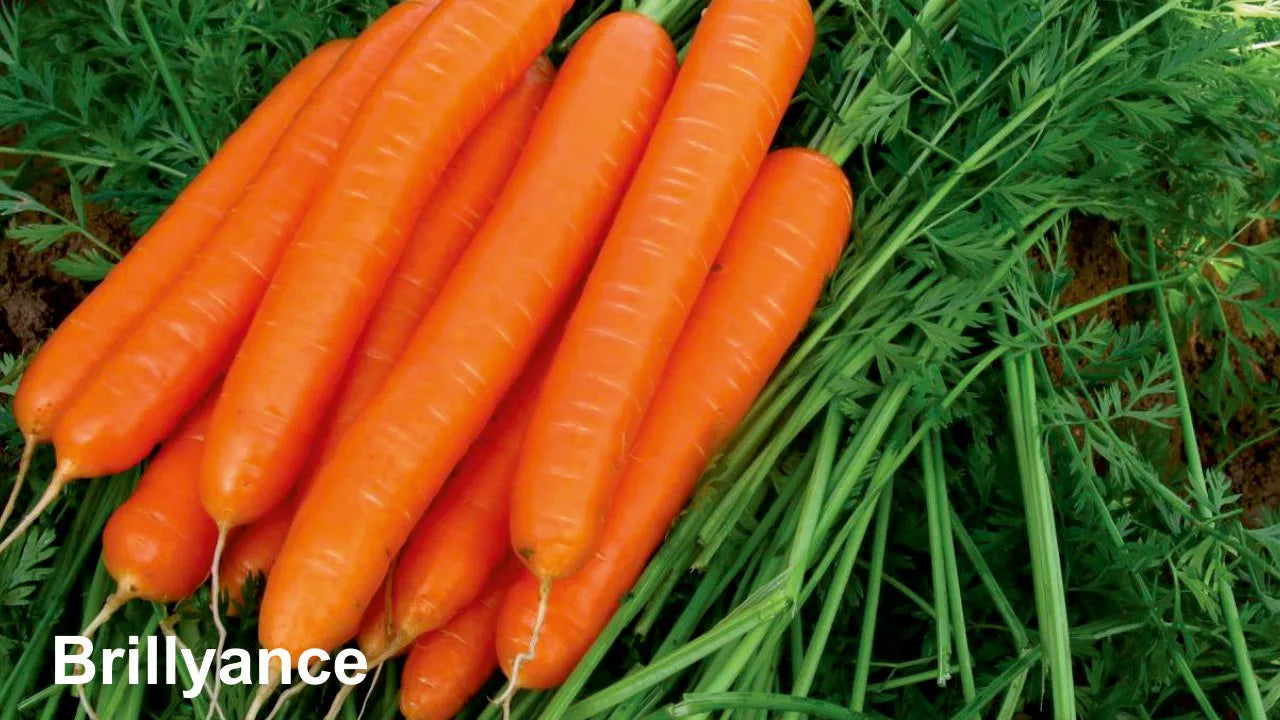BASF nunhems Brillyance F1 Hybrid Carrot Seeds
