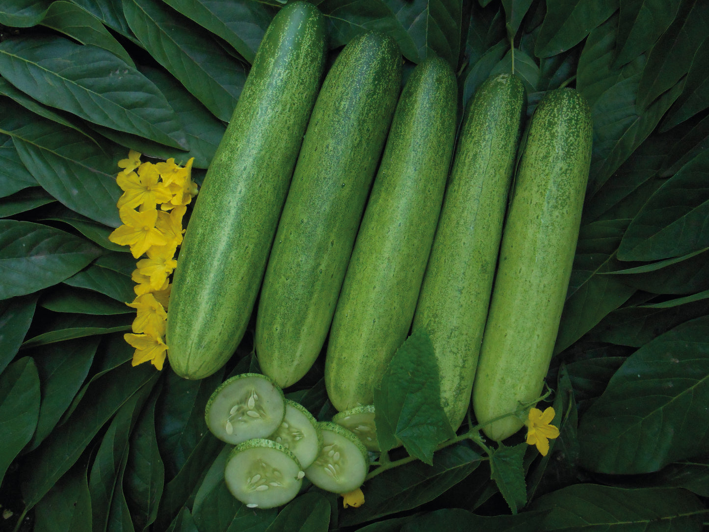 Hm Clause Damini F1 Hybrid Cucumber Seed