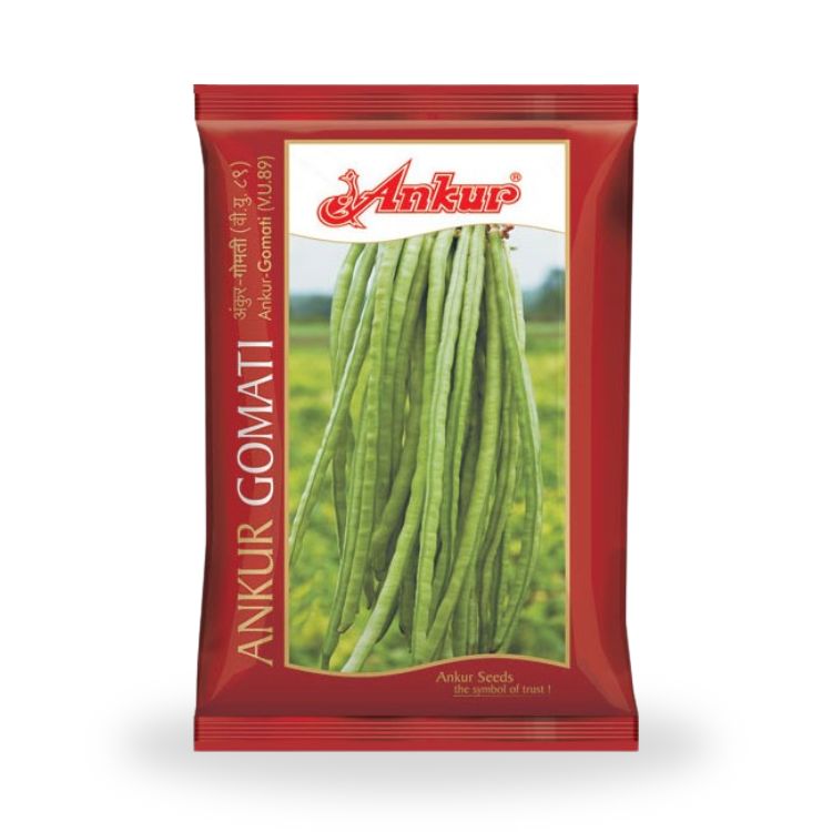 Gomati Rana Ankur Gomati (V.U.89) Lobia Seeds – Cultree India