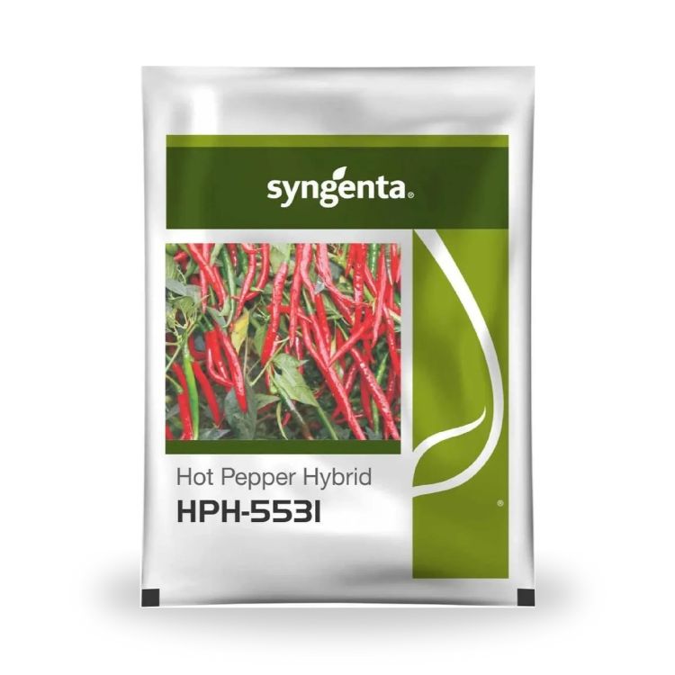 Syngenta HPH 5531 Hot Pepper Hybrid Seeds 1500SD