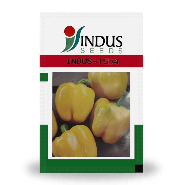 Indus Indus-1504 F1 Hybrid Capsicum Seeds