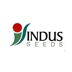 Indus Liza F1 Hybrid Muskmelon Seeds