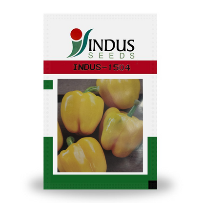 Indus Indus-1504 F1 Hybrid Capsicum Seeds
