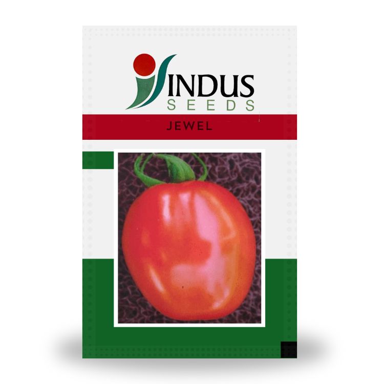 Indus Jewel F1 Hybrid Tomato Seeds