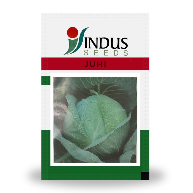 Indus Juhi F1 Hybrid Cabbage Seeds