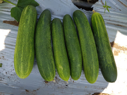 Hm Clause Kruthika F1 Hybrid Cucumber Seed