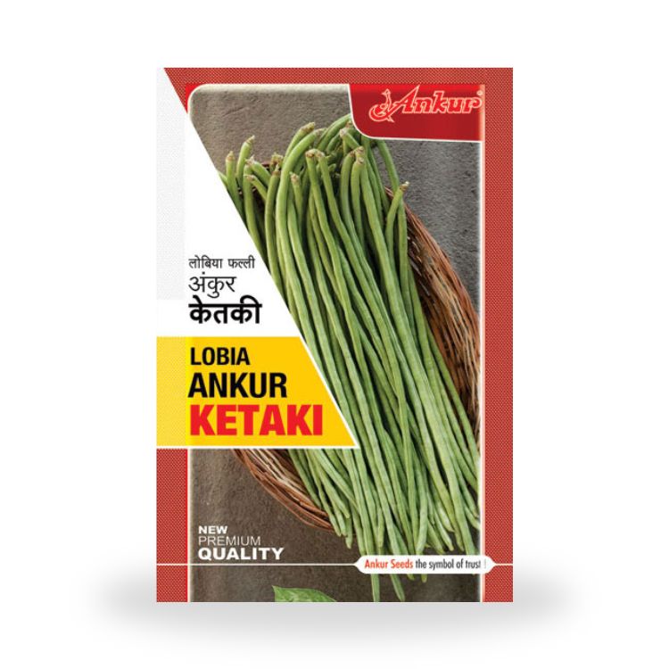 Ankur Ketaki Cowpea Seeds