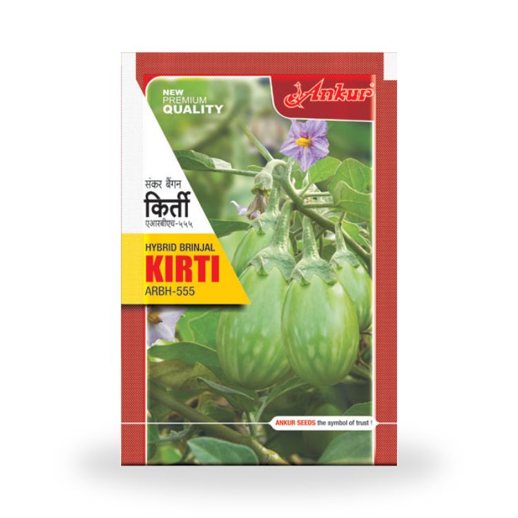 Ankur Kirti ARBH-555 F-1 Hybrid Brinjal Seeds