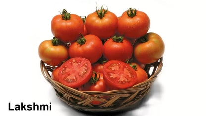 BASF nunhems Lakshmi F1 Hybrid Tomato Seeds